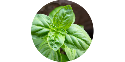 Basil (FLV)