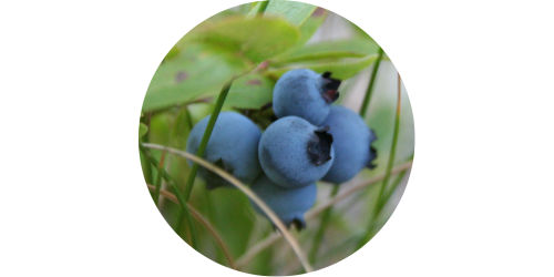 Blueberry (FW)