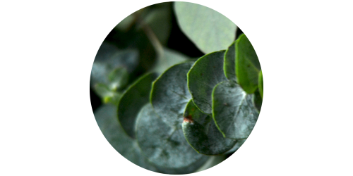Eucalyptus and Mint (MB)