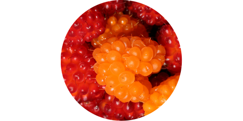 Alaskan Berries (WFSC)