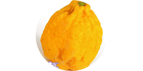 Cedro (Fruit) (WFSC)